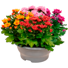 Chrysant schaal